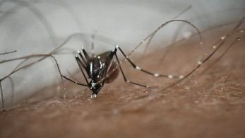 Ιός Δυτικού Νείλου: 5 άνθρωποι έχασαν τη ζωή τους στην Ιταλία