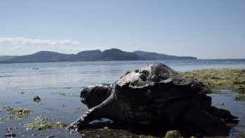 Καρέτα-Καρέτα: ξεκίνησε η πορεία προς τη θάλασσα - Τι πρέπει να γνωρίζουμε