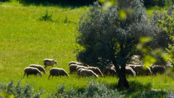 ΥΠΑΑΤ: δέσμη 7 άμεσων μέτρων για την αντιμετώπιση της ευλογιάς των αιγοπροβάτων ΥΠΑΑΤ: δέσμη 7 άμεσων μέτρων για την αντιμετώπιση της ευλογιάς των αιγοπροβάτων