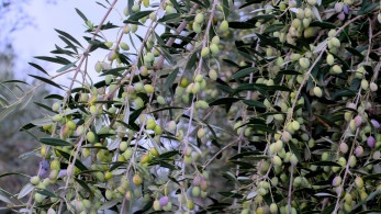 Oύτε χρυσά χωράφια, ούτε χαμένα εκατομμύρια