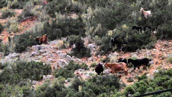 Ηράκλειο Κρήτης: κορυφαίο στέλεχος του ΠΑΣΟΚ δήλωνε 383 στρέμματα ως βοσκοτόπια σε Τήνο και Εύβοια