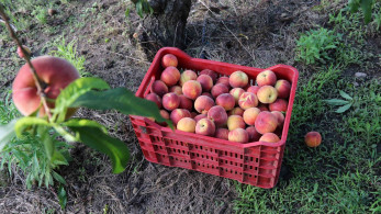 Reuters: στον «πάγο» τα ελληνικά ροδάκινα λόγω Τραμπ - Οι δασμοί «φρενάρουν» τις εξαγωγές