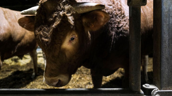 Τραγωδία στη Λισαβόνα: Νεκρός 22χρονος ταυρομάχος - Κατέληξε και θεατής από το σοκ (video)