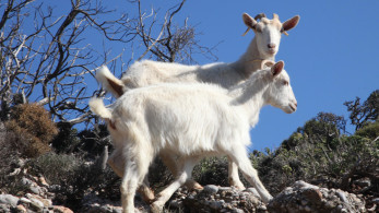 Ευλογιά αιγοπροβάτων: σκέψεις για lockdown - Κρίσιμη σύσκεψη τη Δευτέρα (6/10)