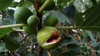 Το σύκο, το μπέικον και η πολιτική!