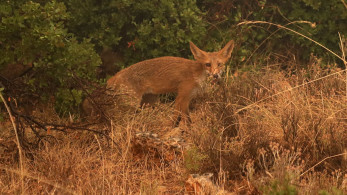 Ξεκινούν οι εμβολιασμοί των αλεπούδων για τη λύσσα