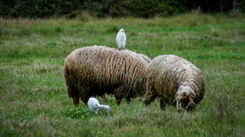 Απαγορεύεται προσωρινά η μεταφορά αιγοπροβάτων στην Κρήτη λόγω ευλογιάς