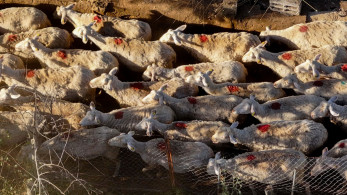 Επείγουσα εισαγγελική έρευνα στη Θεσσαλία για την ευλογιά των αιγοπροβάτων