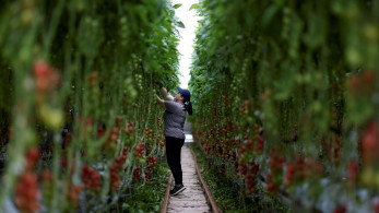 Παρατείνονται οι αιτήσεις για θερμοκήπια και στέγαστρα φυτικής παραγωγής