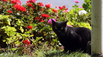 Σαν σήμερα: πώς η Παρασκευή και 13  έγινε η πιο «καταραμένη μέρα»