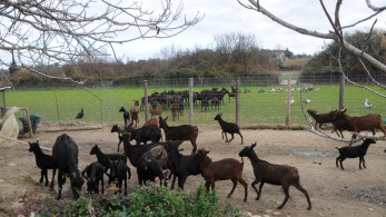 ΕΟΦ: Δεν υπάρχει στην ΕΕ αδειοδοτημένο εμβόλιο κατά της ευλογιάς των αιγοπροβάτων