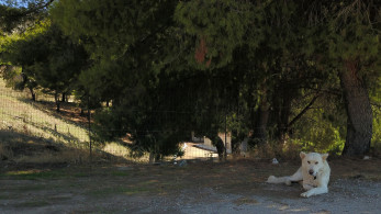 Ηλεία: σώθηκε ο σκύλος που κακοποιήθηκε - Οι αρχές αναζητούν τον δράστη Ηλεία: σώθηκε ο σκύλος που κακοποιήθηκε - Οι αρχές αναζητούν τον δράστη