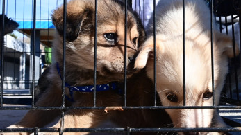 Υπουργείο Τουρισμού: Θεσμοθέτηση σήματος τουριστικού καταλύματος φιλικού προς τα ζώα συντροφιάς