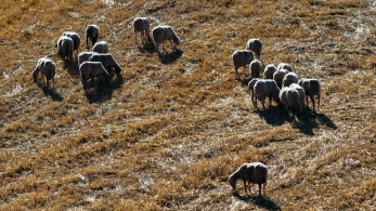Συστράτευση δυνάμεων για αντιμετώπιση της ευλογιάς - Τηλεδιάσκεψη υπουργών με περιφερειάρχες