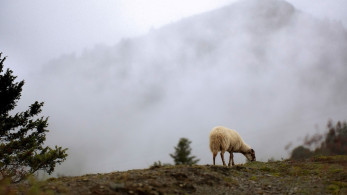 Oικονομική αστυνομία: 37 συλλήψεις για παράνομες αγροτικές επιδοτήσεις από το 2018 έως το 2022