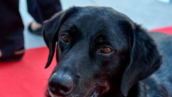 Φρίκη στην Ηλεία: βασανισμός και σεξουαλική κακοποίηση σκύλου - «Κτήνος όποιος το έκανε» Φρίκη στην Ηλεία: βασανισμός και σεξουαλική κακοποίηση σκύλου - «Κτήνος όποιος το έκανε»