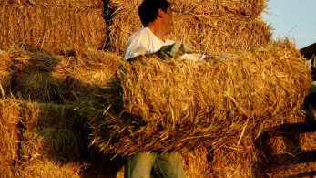 Υπουργείο Μετανάστευσης: Νόμιμες θέσεις εργασίας στην αγροτική παραγωγή έως το 2026