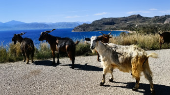Πηγές ΝΔ για ΟΠΕΚΕΠΕ: Η κυβέρνηση επενδύει στη διαφάνεια και την εξωστρέφεια του πρωτογενούς τομέα