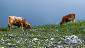 Περιορισμένος ανταγωνισμός, μεγάλο περιθώριο κέρδους στα κτηνιατρικά φάρμακα