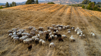 Αποζημιώσεις 26,9 εκατ. ευρώ σε κτηνοτρόφους για ευλογιά και πανώλη αιγοπροβάτων