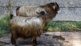 Εθνική επιστημονική πρωτοβουλία για την αντιμετώπιση της ευλογιάς των αιγοπροβάτων