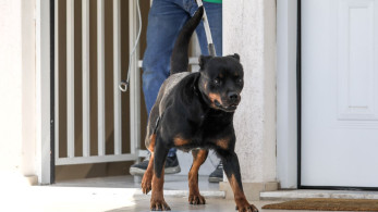 Καλαμάτα: ροτβάιλερ κατασπάραξε 76χρονο - Το πυροβόλησε αστυνομικός για να τον σώσει (video)