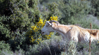 ΥΠΑΑΤ: Νέο ψηφιακό σύστημα πληρωμών από το 2026 - Ενισχύεται η παραγωγή, διασφαλίζονται κονδύλια