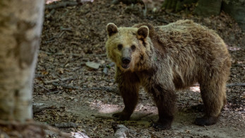 Φρίκη στη Δράμα: πυροβόλησαν, σκότωσαν και αποκεφάλισαν αρκούδα σε ορεινή περιοχή