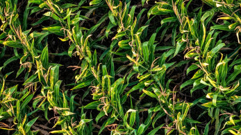 ΕΕ: συμφωνία για νέα γενιά γενετικά τροποποιημένων φυτών