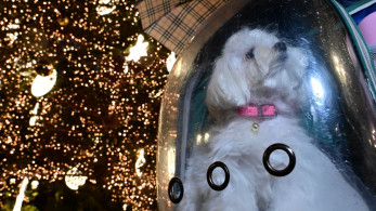 «Χρυσοί» κάδοι για τους σκύλους: σφοδρή επίθεση Κώστα Μπακογιάννη σε Χάρη Δούκα