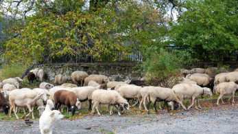 Πέλλα: ραγίζει καρδιές ο κτηνοτρόφος που νοσηλεύεται με εγκεφαλικό γιατί θα του θανατώσουν τα ζώα λόγω ευλογιάς (video)