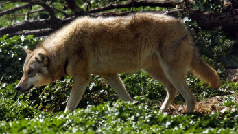 «Σαρκοφάγα» της πολιτικής και «πρόβατα»