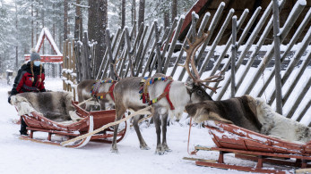 Οι λύκοι της Ρωσίας απειλούν τους ταράνδους του Αϊ-Βασίλη: Πώς ο πόλεμος στην Ουκρανία χτυπά τη Λαπωνία