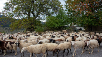 ΥΠΑΑΤ: 2,4 εκατ. στις Περιφέρειες για την ευλογιά