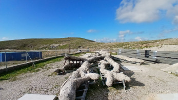 Λέσβος: «ξαναζεί» ένα δένδρο ηλικίας 18 εκατ. ετών
