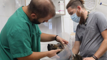 Πανελλήνιος Κτηνιατρικός Σύλλογος: Να πέσει ο ΦΠΑ στα κτηνιατρεία - Ζήτημα επιβίωσης, όχι προνόμιο