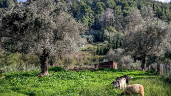 Γιώργος Κεφαλάς: «Δεν υπάρχει μελέτη που να αναγνωρίζει τη φυλή αιγοπροβάτων του Ρουμλουκίου»