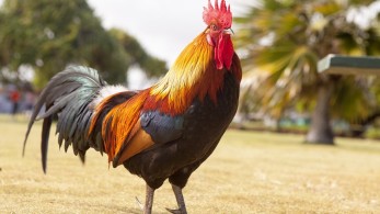 «Δικαιοσύνη για τον Μαρσέλ» – Αντιδράσεις στη Γαλλία για τον θάνατο ενός κόκορα