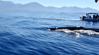 Φάλαινα φυσητήρας 20 μέτρων στη Μάνη!