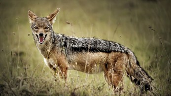 Σε κλοιό τσακαλιών η Αχαΐα