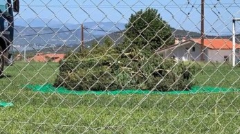 Ξεριζώθηκε τεράστια φυτεία χασίς στην Τραγάνα της Αταλάντης