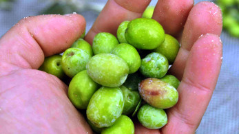 Με τη φέτα και το ελαιόλαδο στον παγκόσμιο χάρτη