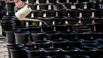 Απαγορεύονται οι πλαστικές γλάστρες στην ΕΕ: Οι νέοι κανόνες και οι αντιδράσεις