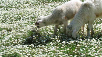 Όταν ο ΣΥΡΙΖΑ «ανακαλύπτει» την κτηνοτροφία: κραυγές ευθύνης χωρίς ίχνος σοβαρότητας