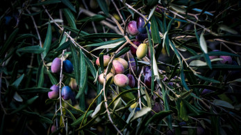 Συμφωνία ΕΕ-Mercosur: ασπίδα προστασίας στα ελληνικά προϊόντα - Η υποκρισία της αντιπολίτευσης