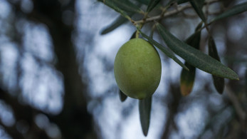 Οι «κρυμμένες» ποσότητες ελαιολάδου ενεργοποιούν την Επιτροπή Ανταγωνισμού
