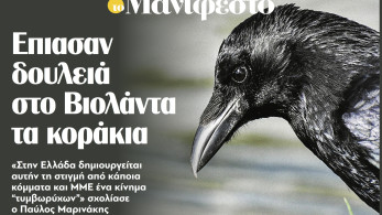 Διαβάστε στην εφημερίδα «το Μανιφέστο»: Επιασαν δουλειά στο Βιολάντα τα κοράκια