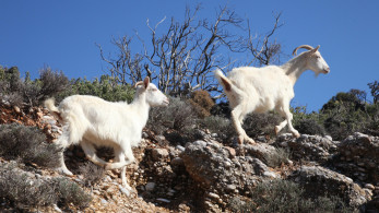 ΥΠΑΑΤ - Επιδοτήσεις για αιγοπρόβατα: υποχρεωτική η τοποθέτηση ενδοστομαχικού βόλου από φέτος