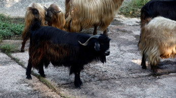 Ευλογιά αιγοπροβάτων: ξεκινά η ενεργοποίηση ιδιωτών κτηνιάτρων