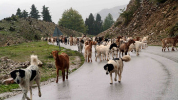 ΥΠΑΑΤ: ακόμη 45 προσλήψεις για την ευλογιά - Ξεκινούν το Σάββατο οι αιτήσεις